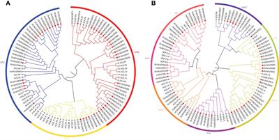 Genome-wide analysis of the MADS-box gene family involved in salt and waterlogging tolerance in barley (Hordeum vulgare L.)